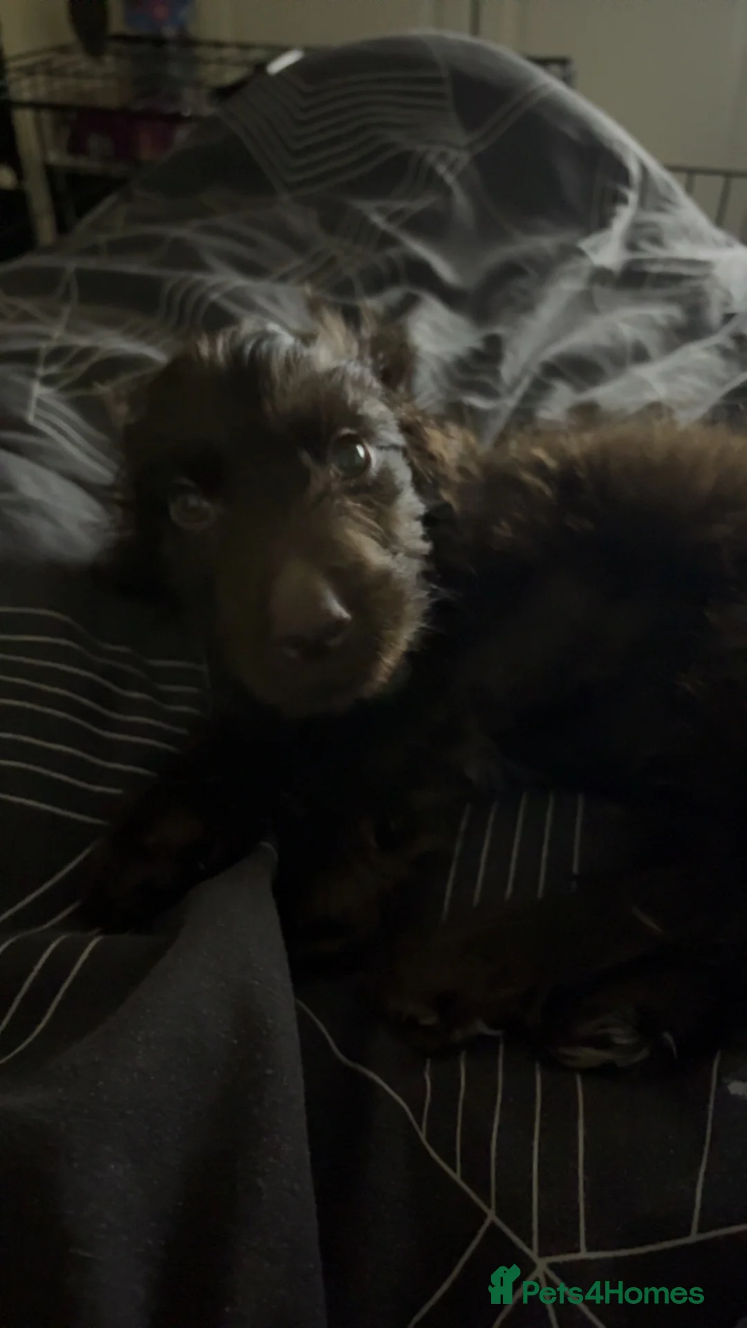 Cockapoo dogs for sale: 13 week old cockapoo  in Hartlepool - Advert 2