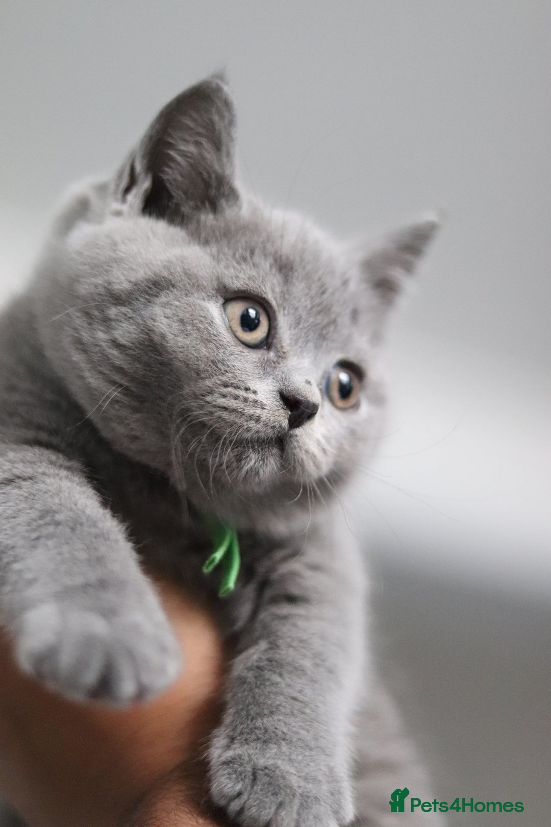 British Shorthair cats for sale: ✨️Outstanding GCCF Grand Chmp Line BSH ❤️ - Image 34