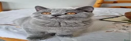 British Shorthair cats for sale: Amazing blue British Shorthair boy.  - Advert 2