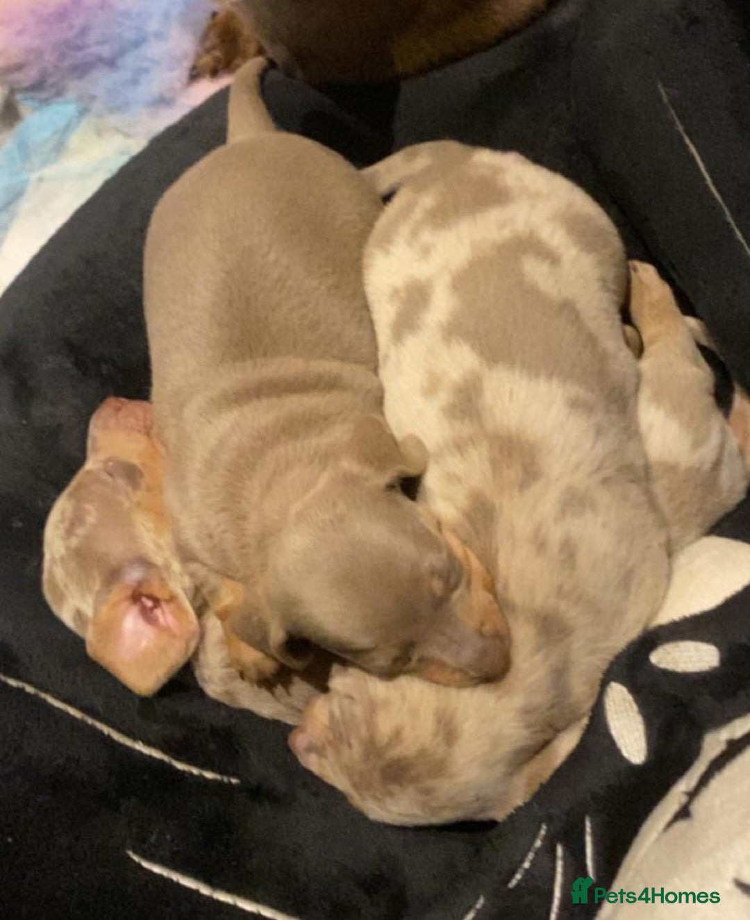 Miniature Dachshund dogs for sale: Lively full of character puppies in Huddersfield - Advert 4