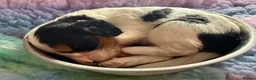 Cockalier dogs for sale: Beautiful, health tested cockalier puppies.  - Advert 34
