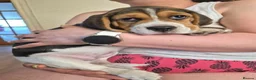 Beagle dogs for sale: Beagle puppies for sale  - Advert 5