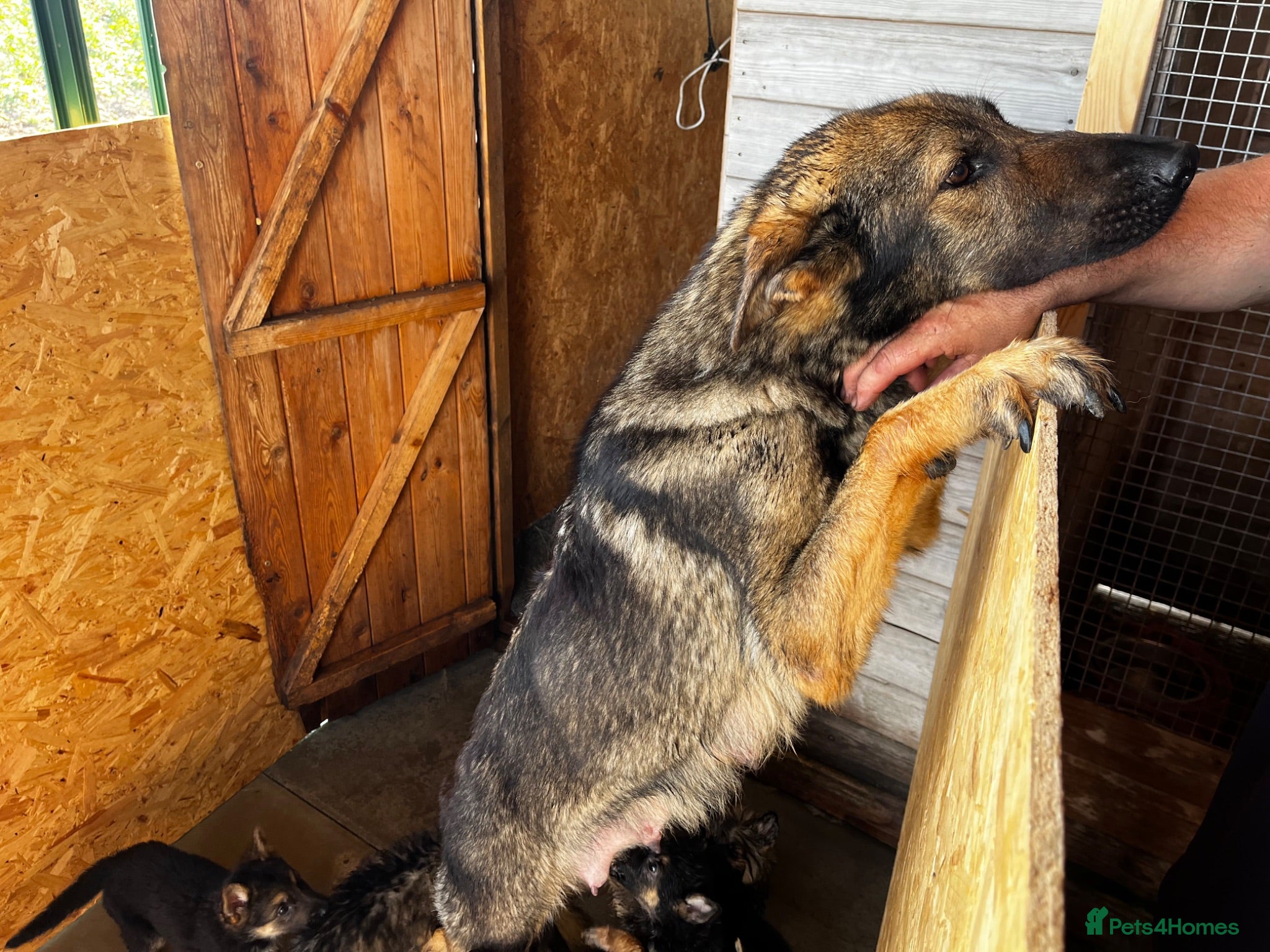 German Shepherd dogs German shepherd puppies  - Advert 1