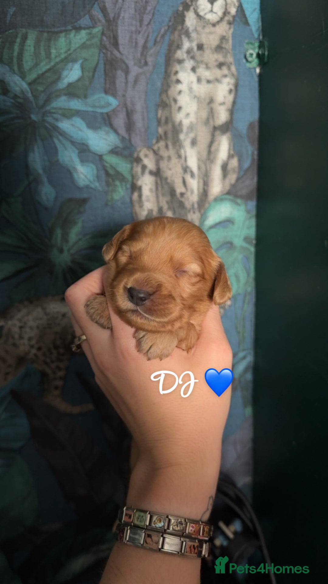 Cockapoo dogs for sale: Beautiful F1 Cockapoos  - Image 8