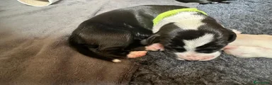 Mixed Breed 3