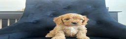 Cavapoo dogs for sale: Stunning F1 Cavapoo health tested parents  - Advert 8