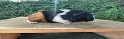 Guinea Pig rodents for sale: Baby guinea-pigs  - Advert 5