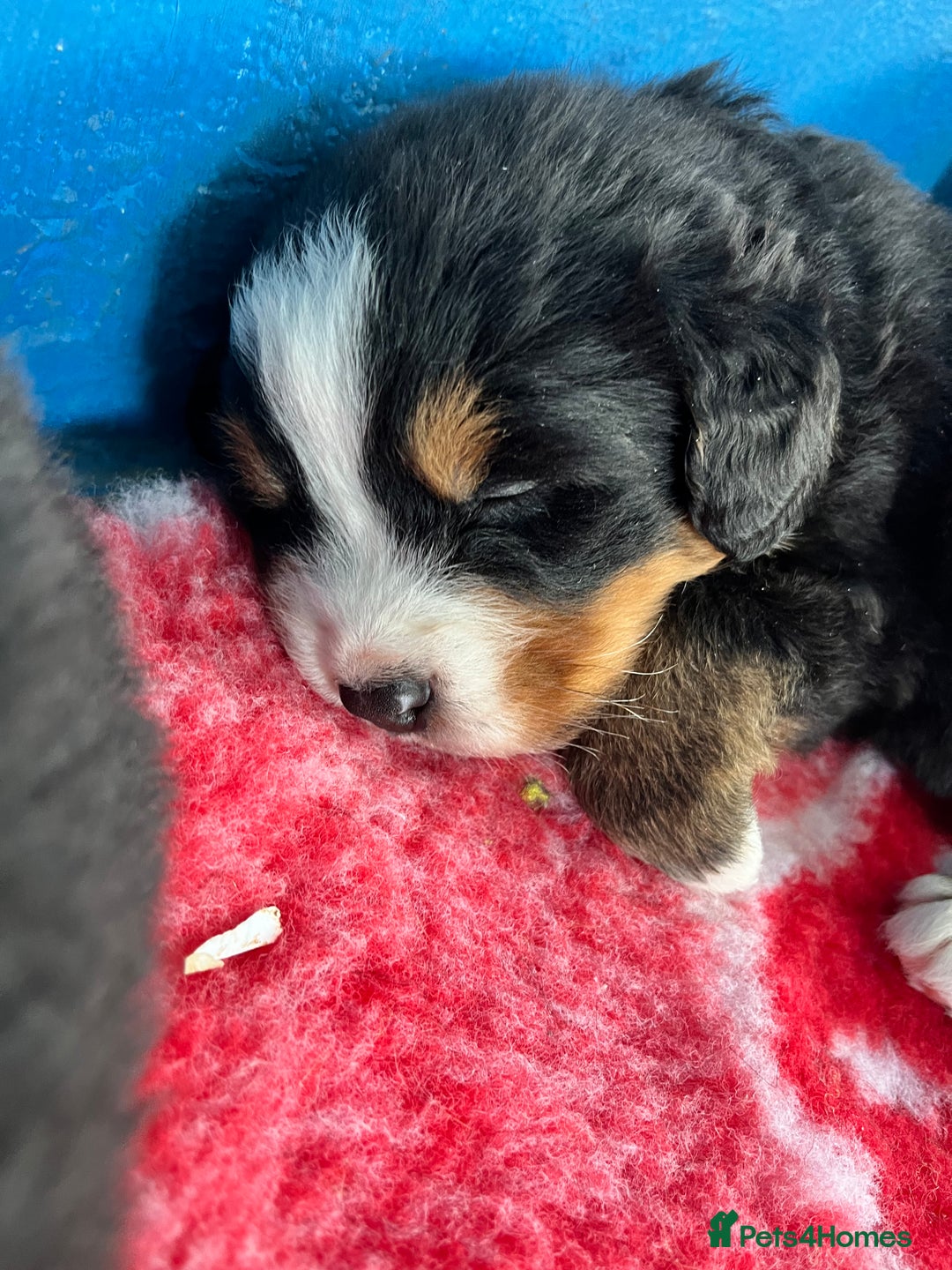 Bernese Mountain Dog dogs for sale: Kc Reg Bernese mountain dogs  - Image 20