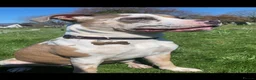 American Bulldog dogs for sale: American Bulldog – only animal home - Advert 3