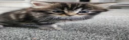 Persian cats for sale: Persian× British short hair(Perdolls) - Advert 30