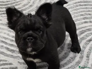 French Bulldog dogs READY TO Go! Fluffy French Bulldog with DNA - Advert 2
