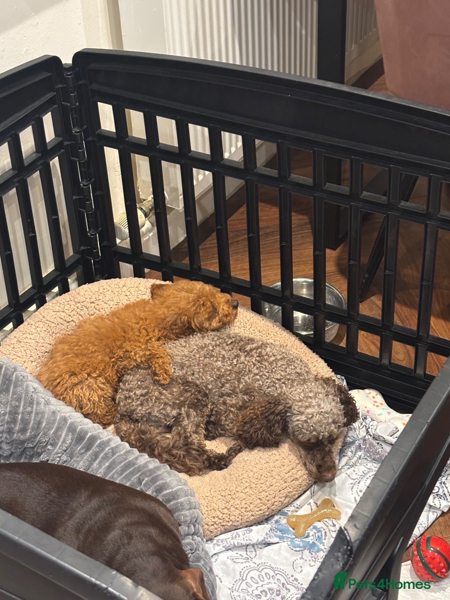 Miniature Poodle dogs for sale: Dolly 12 weeks miniature Poodle Red - Advert 12