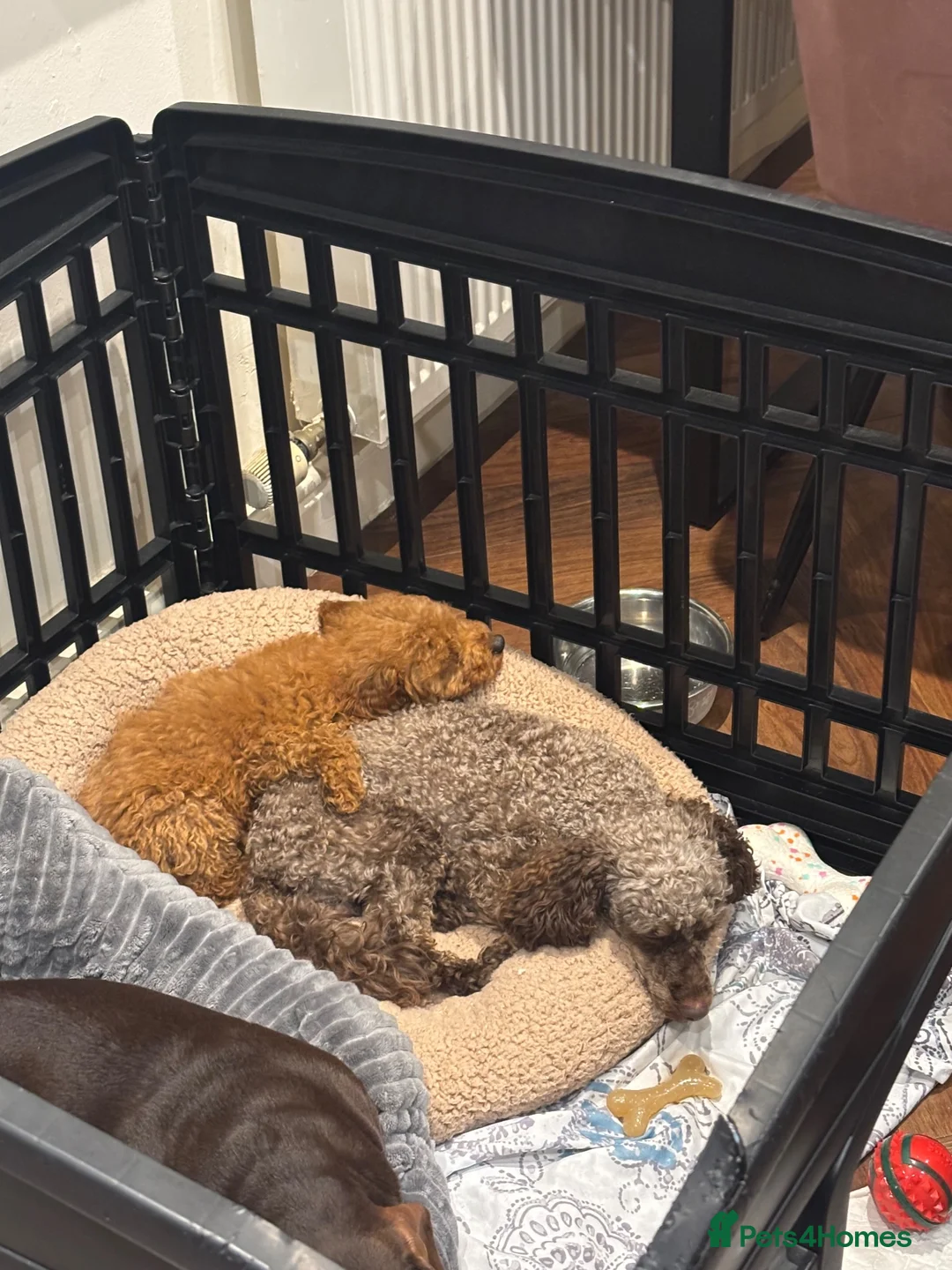 Miniature Poodle dogs for sale: Dolly 12 weeks miniature Poodle Red - Advert 1