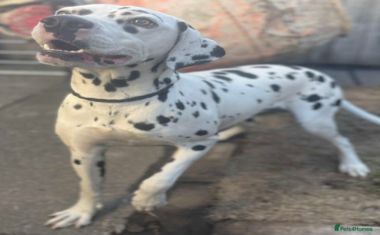 Dalmatian dogs - Advert 1