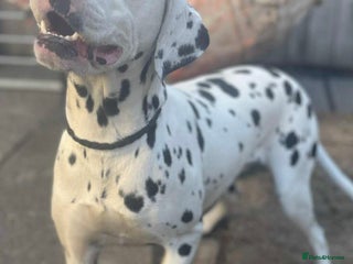 Dalmatian dogs - Advert 23
