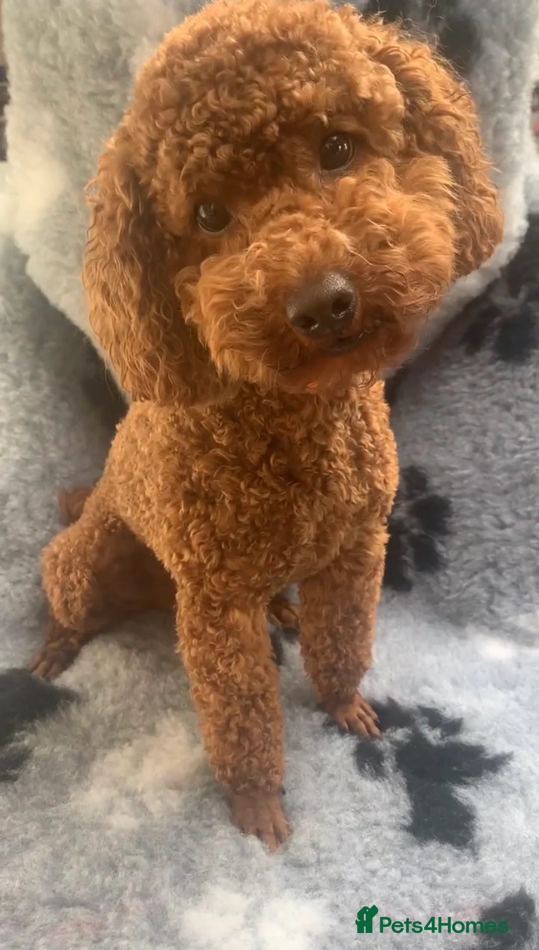 Toy Poodle dogs for stud: KC REG DNA Health Tested - RED Toy Poodle STUD in Littleborough - Advert 4