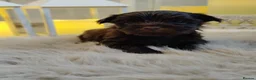 Yorkshire Terrier dogs for sale: Unique Chocolate and black Praline Yorkshire  - Advert 12