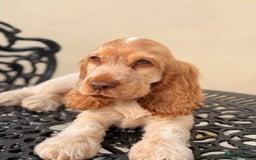 Cocker Spaniel dogs for sale: Show type cocker spaniels 🐶 ready now 🐶 - Image 13