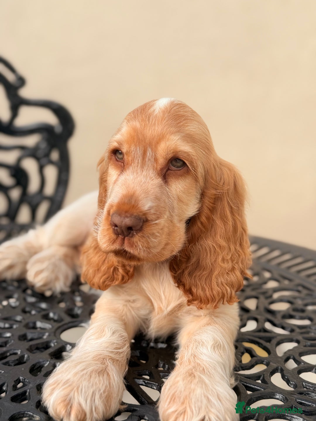 Cocker Spaniel dogs for sale: Show type cocker spaniels 🐶 ready now 🐶 - Image 13