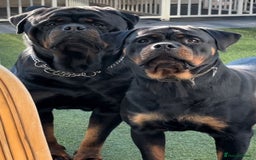 Rottweiler dogs for sale: Beautiful chunky Rottweiler puppies  - Image 2