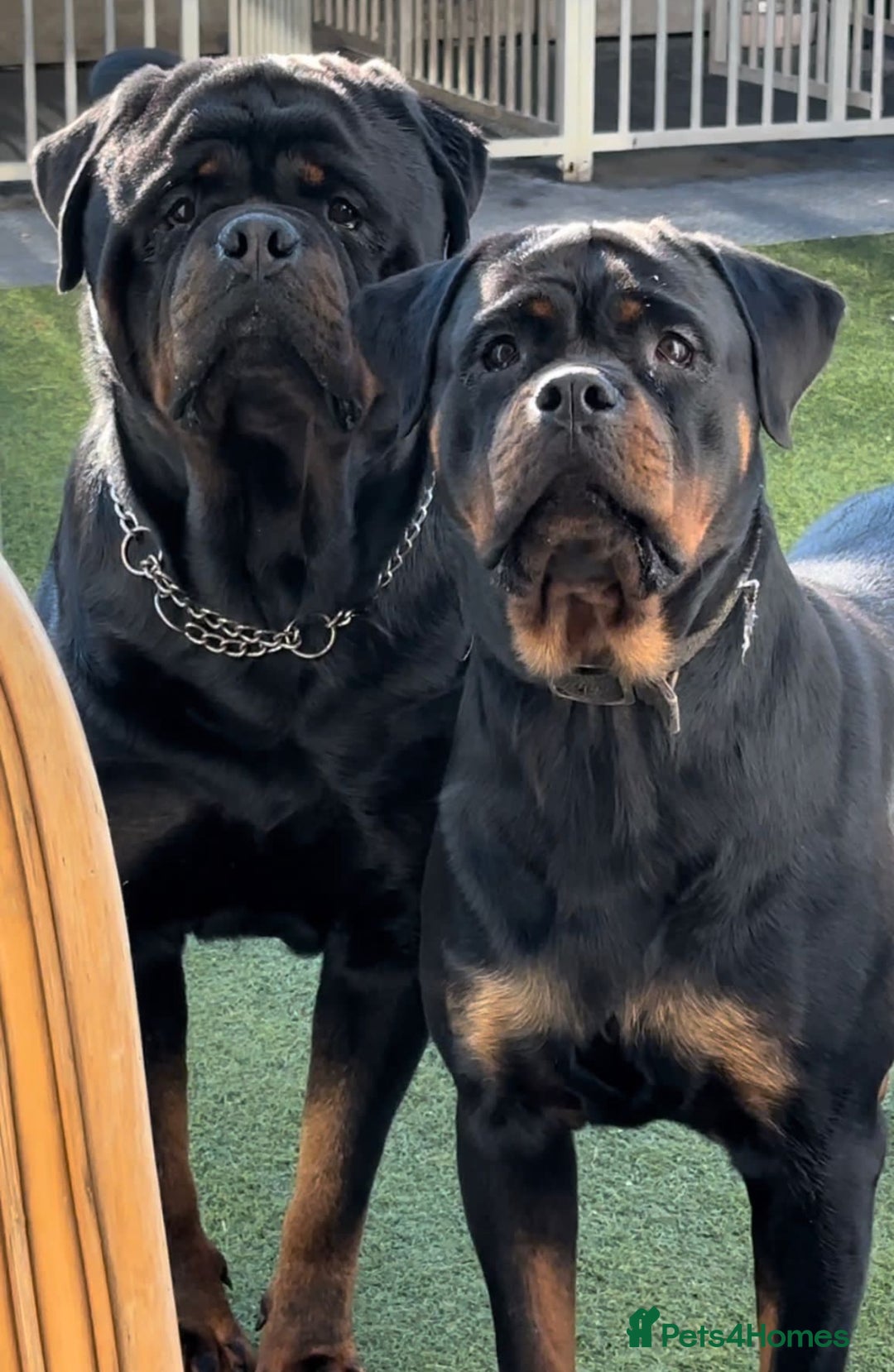 Rottweiler dogs for sale: Beautiful chunky Rottweiler puppies  - Image 2