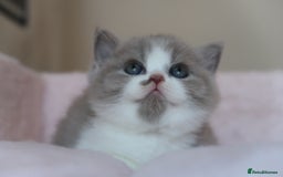 British Shorthair cats for sale: BSH/BLH Females TICA Reg  - Image 17
