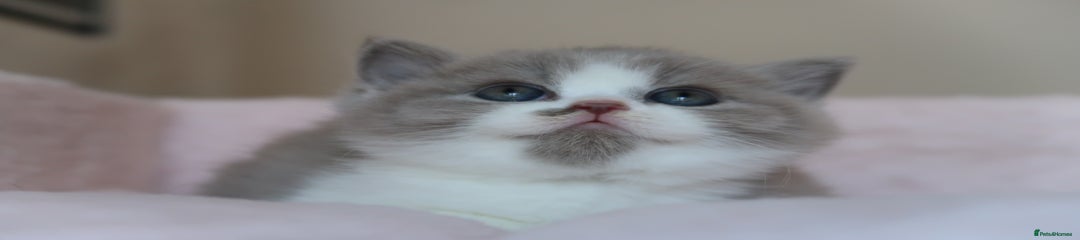 British Shorthair Kitten 3
