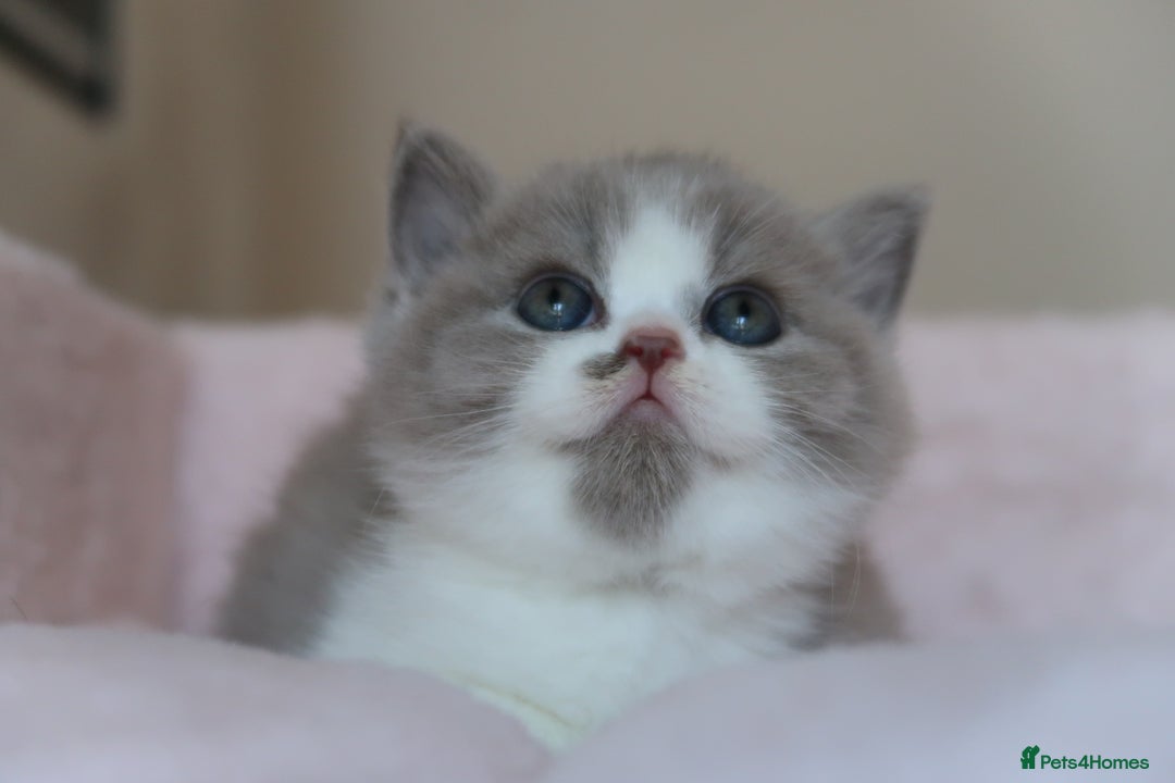 British Shorthair cats for sale: BSH/BLH Females TICA Reg  - Image 17