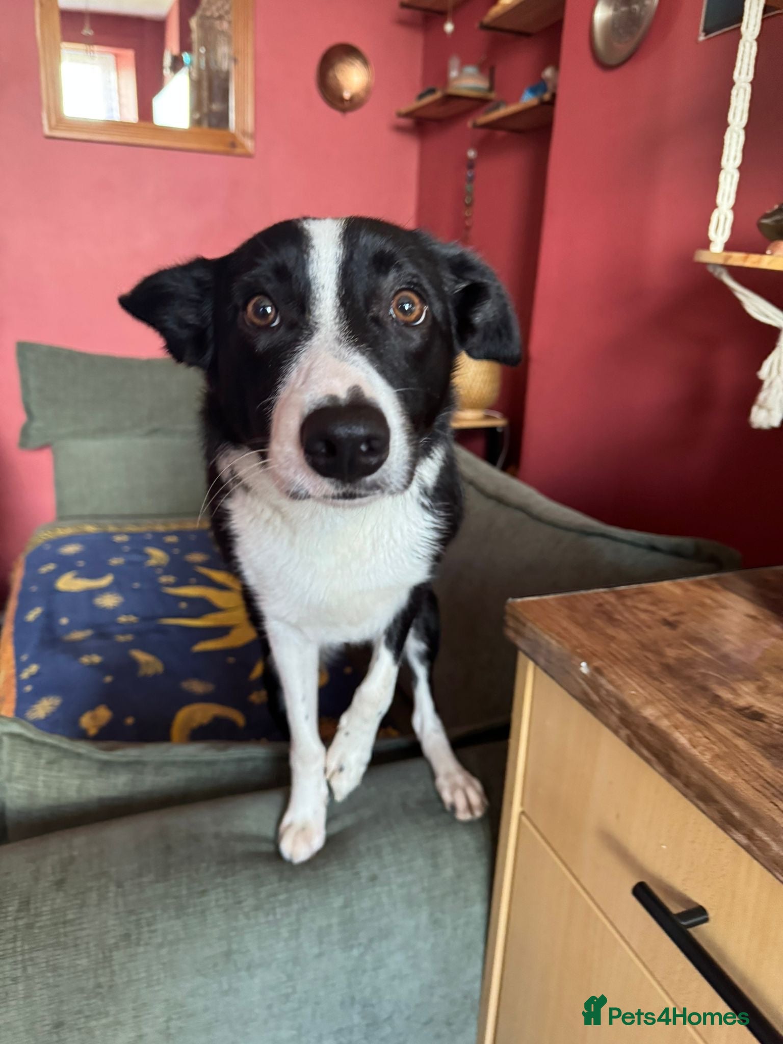 Border Collie dogs Daisy - Advert 1