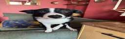 Border Collie dogs for sale: Daisy in Glasgow - Advert 1