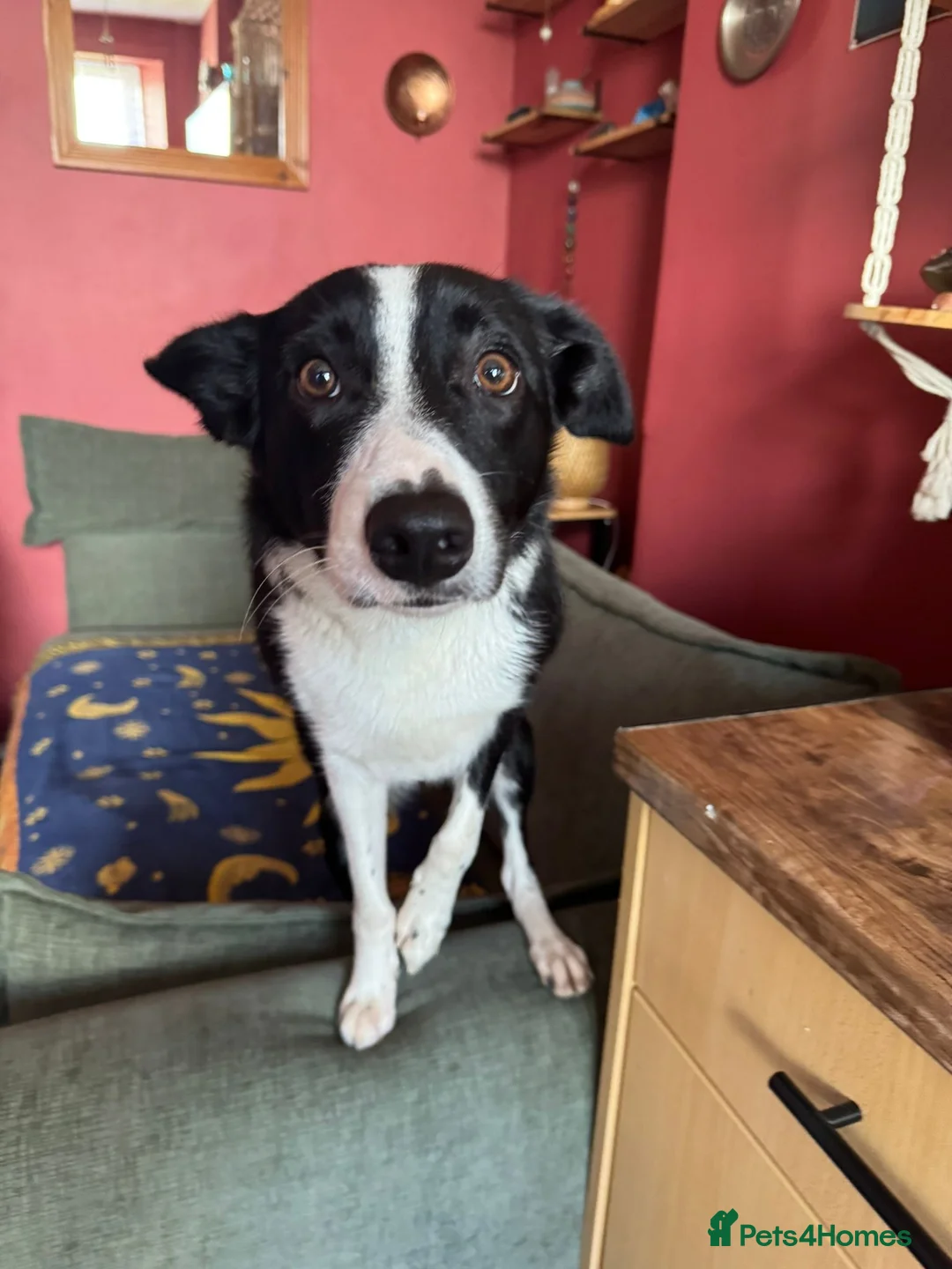 Border Collie dogs for sale: Daisy in Glasgow - Advert 1