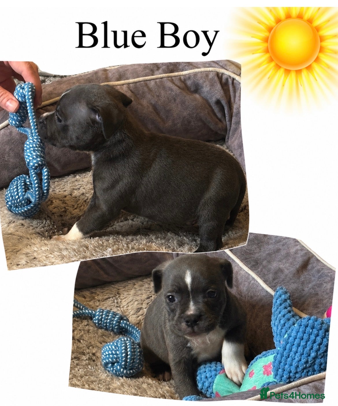 Staffordshire Bull Terrier dogs Blue & Brindle Litter – From Champion Bloodlines - Advert 1