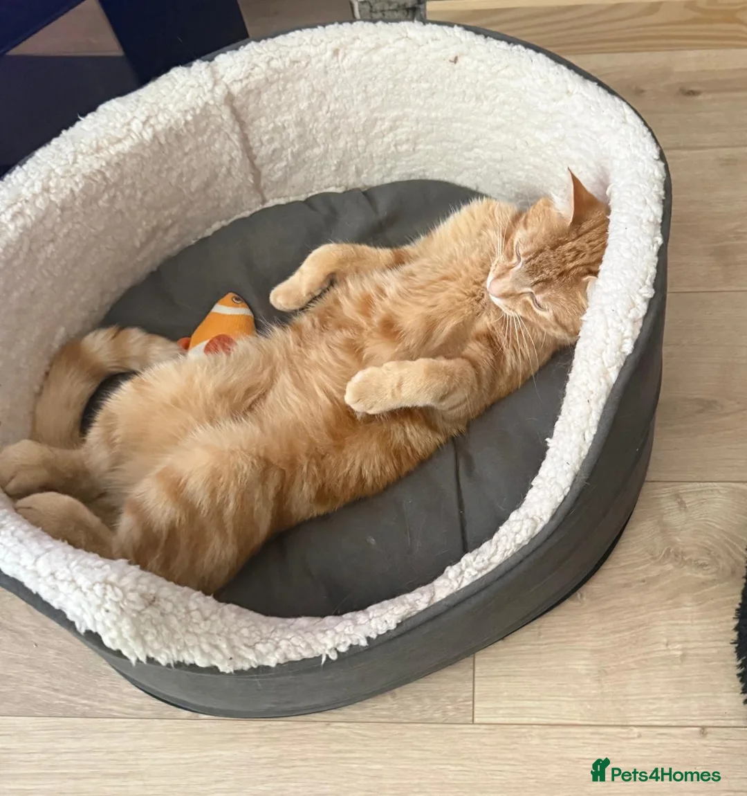 Mixed Breed cats for sale: Lovely Male Ginger Cat - Advert 3