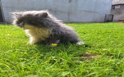 Persian cats for sale: Lovely Persian kitten  - Image 10