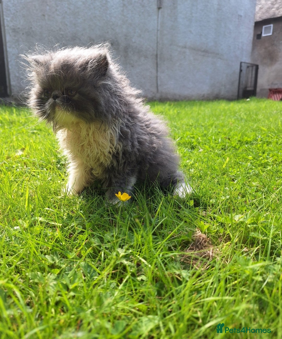 Persian cats for sale: Lovely Persian kitten  - Image 10