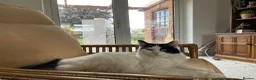 British Longhair cats for sale: Beautiful long haired female cat for sale - Advert 15