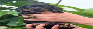 Miniature Dachshund Puppy 3 (Ruby)