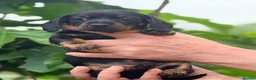 Miniature Dachshund dogs for sale: mini duchound - Advert 2
