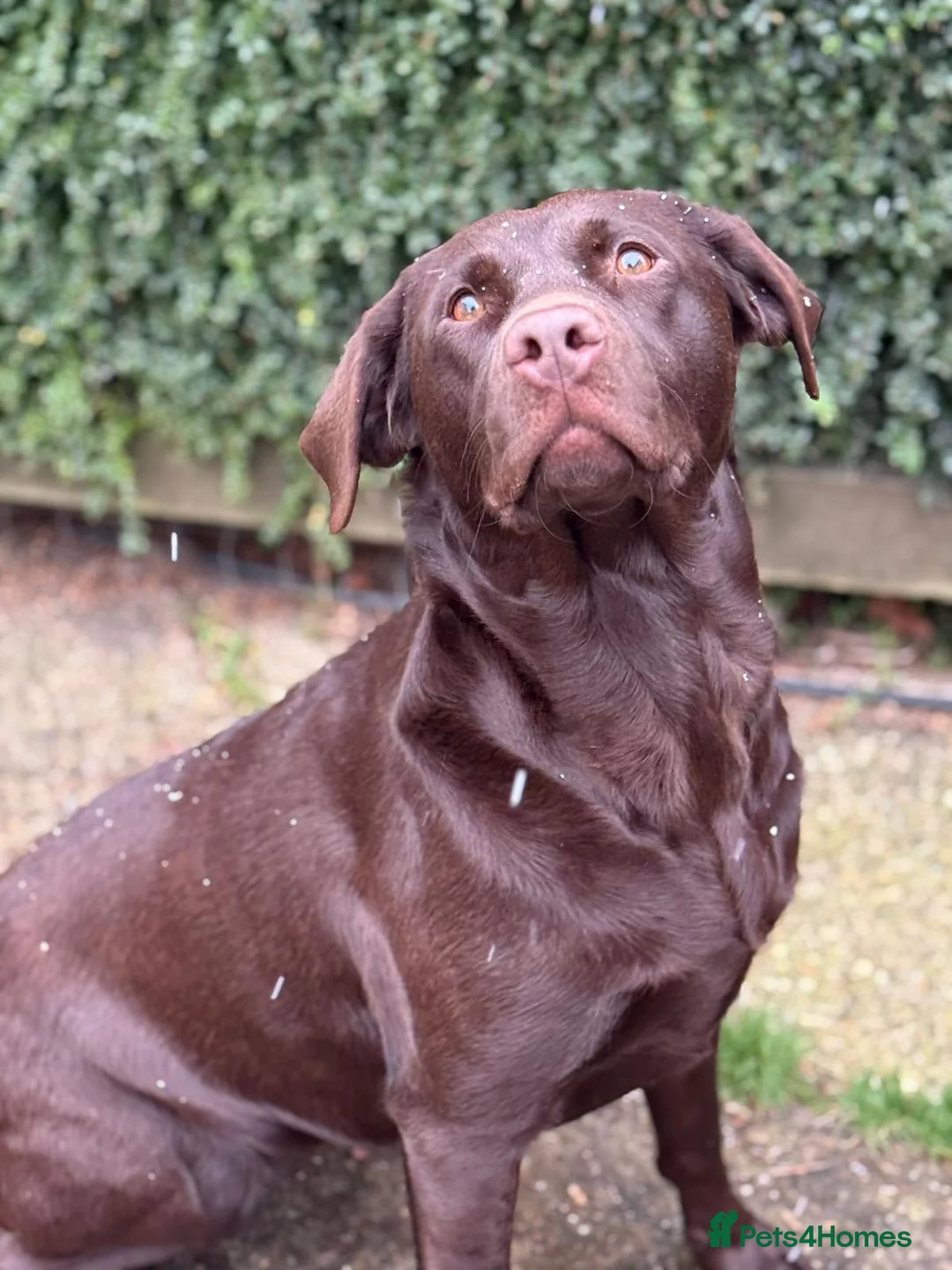 Labrador Retriever dogs for sale: Beautiful KC Chocolate Labrador Puppies - Advert 10