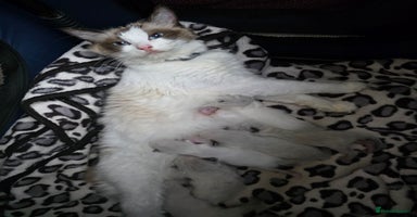 Ragdoll cats - Advert 1