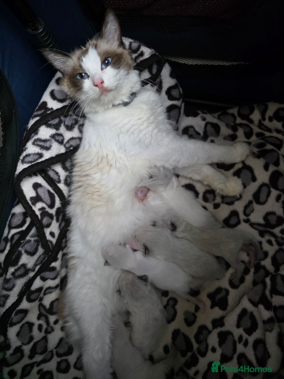 Ragdoll cats for sale: Ragdoll kittens😻🩵💜4 Girls and 1 Boy🙀 - Image 9