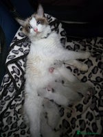 Ragdoll cats - Advert 1