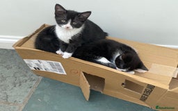 Mixed Breed cats for sale: Smudge and Smidge looking for their forever homes - Image 10