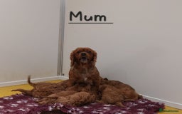 Cavapoo dogs for sale: Cavapoo F1 Puppies ❣️ - Image 17