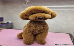 Cockapoo dogs for sale: 2 BOYS LEFT Quality F1 Cockapoos DNA CLEAR PARENTS - Image 14