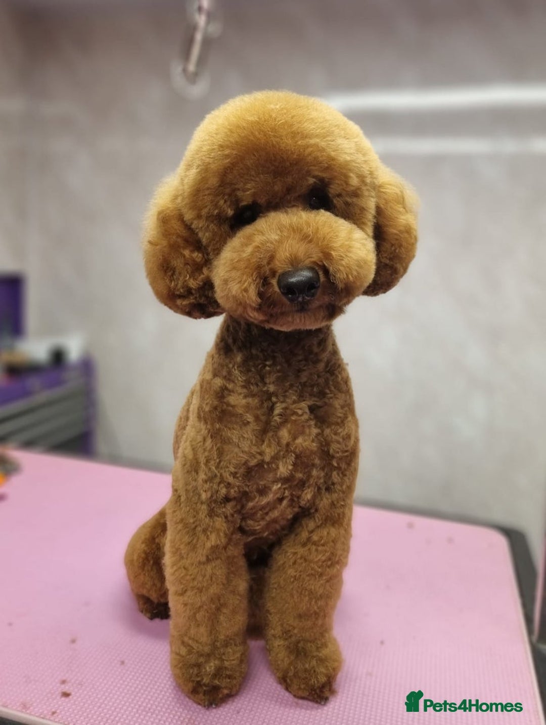 Cockapoo dogs for sale: 2 BOYS LEFT Quality F1 Cockapoos DNA CLEAR PARENTS - Image 14