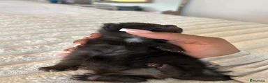 Mixed Breed Kitten 2