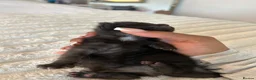 Mixed Breed cats for sale: 4 Kittens for sale - 2 male 2 female! - Advert 9