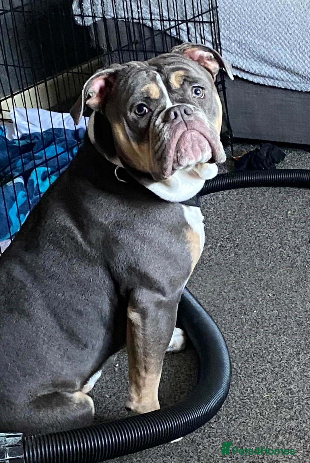 English Bulldog dogs for sale: Kali english bulldog 2 years old  in Southampton - Advert 1