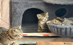 British Shorthair cats for sale: 6 Gorgeous British Shorthairs for sale  - Image 15